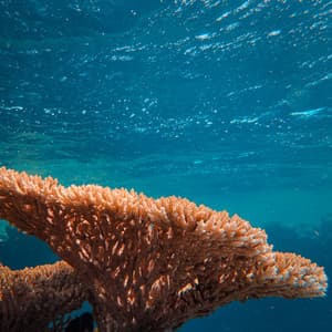 Ocean Lullaby: ASMR Tidal Meditations - Restorative Ocean Music