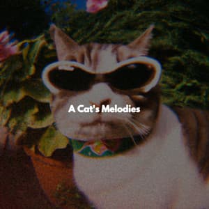 A Cat's Melodies - Montreal Jazz Duo
