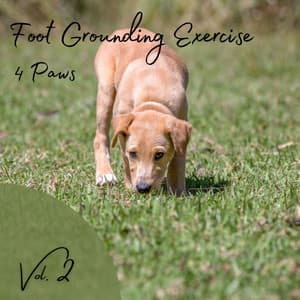 4 Paws: Foot Grounding Exercise Vol. 2 - Yoga Playlist