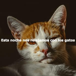 Esta noche nos relajamos con los gatos - Descansar Musica