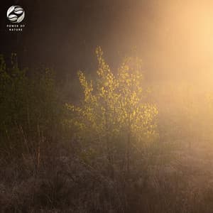Sunrise Sonata On Misty Peaks - Soothing Ambient