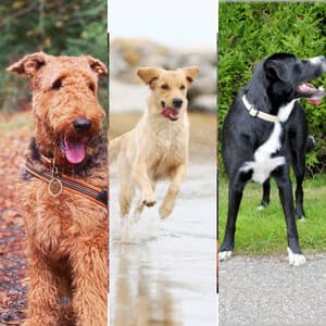 Subdued - Dogs on Couch - Dogs at Home