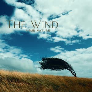 The Wind: ASMR Nature, Ambient Music, to Help You Unwind - ASMR Zone
