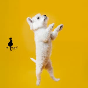 Calm Noise Phobias and Separation Anxiety - Pet Music Academy