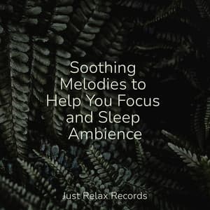 Soothing Melodies to Help You Focus and Sleep Ambience - Lullabyes