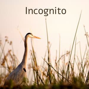 Incognito - Tranquility Spree
