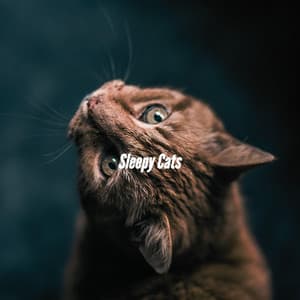 Sleepy Cats - Jazzy Morning Club