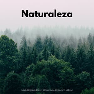 Naturaleza: Sonidos Relajantes Del Bosque Para Relajarse Y Meditar - Tesoros del bosque