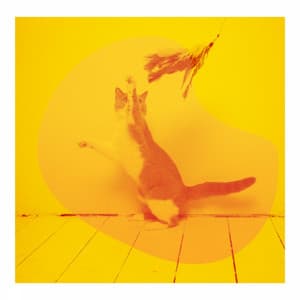 Background Music - Cat Music Relaxation