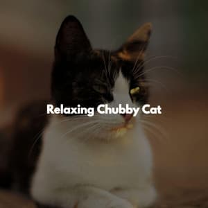 Relaxing Chubby Cat - Work from Home Classics