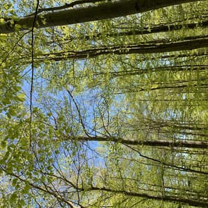 Birds Chirping in the Morning in Denmark - The Sound of Danish Nature