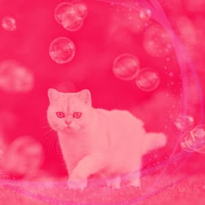 Calming Your Cat - Background Music - Calming Cat Music