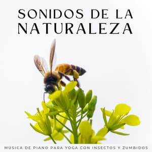 Sonidos De La Naturaleza: Música De Piano Para Yoga Con Insectos Y Zumbidos - Grabaciones de la naturaleza LBE
