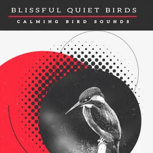 Blissful Quiet Birds - Calming Bird Sounds
