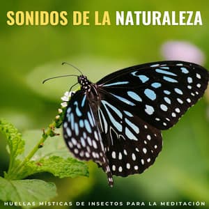 Sonidos De La Naturaleza: Huellas Místicas De Insectos Para La Meditación - Orquesta de las Naturalezas