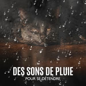 Des Sons De Pluie Pour Se Détendre, Se Concentrer Ou Dormir Profondément - Oasis de Sommeil