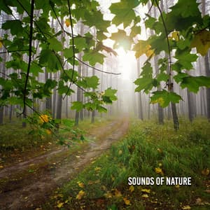 Sounds Of Nature - 24H Rain Sounds