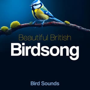 Beautiful British Birdsong - Bird Sounds