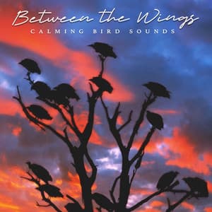 Between the Wings - Calming Bird Sounds