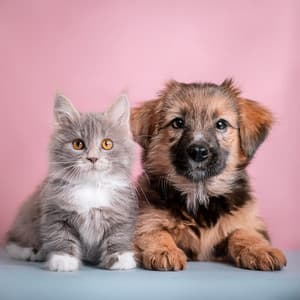 Noche Profunda: Ritmos De Hip Hop Para Mascotas - Música alegre de la mañana