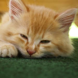 Jazz Piano Feline Reflections: Tranquil Harmony for Cats - Sunday Morning Jazz Playlist