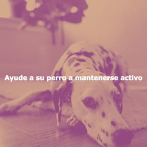 Ayude a su perro a mantenerse activo - Jazz Acustico