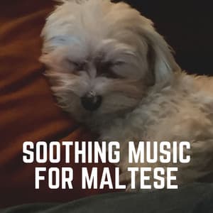 Soothing Music for Maltese - Sleeping Music For Dogs