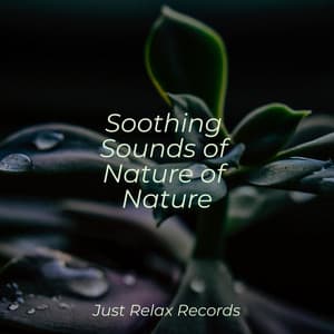 Soothing Sounds of Nature of Nature - Reiki Tribe
