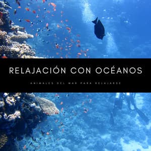 Relajación Con Océanos: Animales Del Mar Para Relajarse - Relajacion Del Mar
