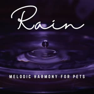 Rainy Paws and Whiskers: Music for Your Pet's Calm - Relax Rain