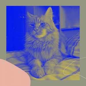 Guitar Solo - Music for Afternoon and Cats - Music for Resting Cats