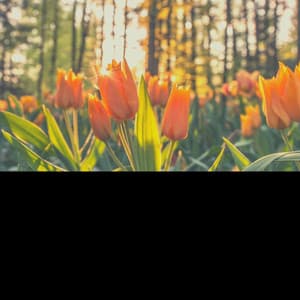 Music - Relaxing Rituals - Downtempo Jazz Beats