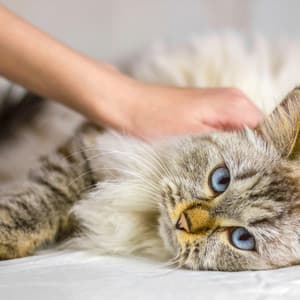 Cats' Harmony: Music for Quiet Relaxation - Ultimate Deep Cat Relaxation