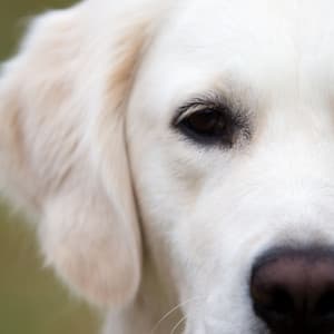 Background Music for Separation Anxiety - Dog Music Experience