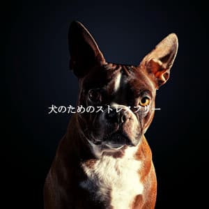 犬のためのストレスフリー - Musique de Fond Jazz