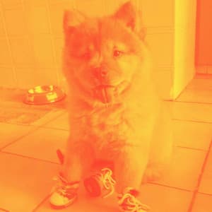 Piano Jazz Duo - Music for Doggy Focus - Calming Jazz For Dogs