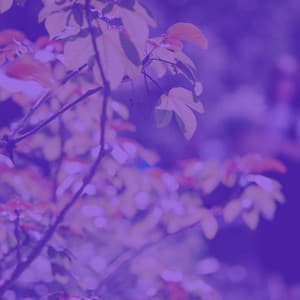 Jazz Guitar Solo - Bgm for Taking Notes - Jazz for Working