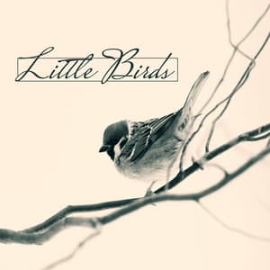 Little Birds - Nature Sounds, Gentle Avian Music, Forest Sound, Relaxing Music Background - Calm Singing Birds Zone