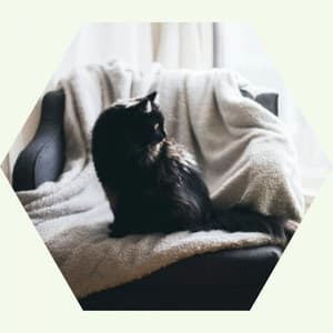 Music for Funny Cats - Hip Soprano Sax Solo - Cat Relax