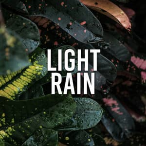 Light Rain - 24H Rain Sounds