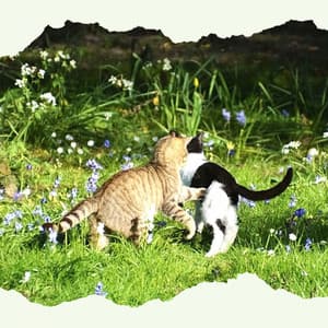 Music for Favorite Kittens - Soothing Cat Music