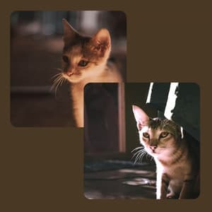 Bgm for The Happiest Cats - Cat Music Waves