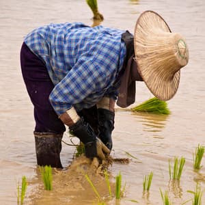 Rainy Rhythms: Ambient Music for Productive Workdays - elderflowers
