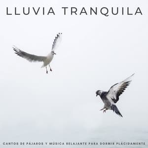Lluvia Tranquila: Cantos De Pájaros Y Música Relajante Para Dormir Plácidamente - Sonido de lluvia para dormir
