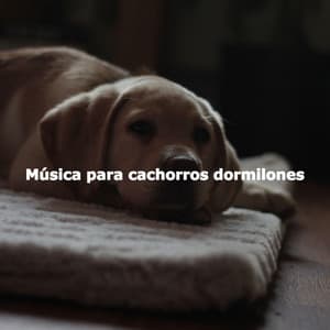 Música para cachorros dormilones - Dog Calming Music