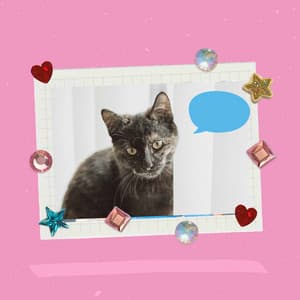 Lonely Cat - Casual - Calm Cat Music