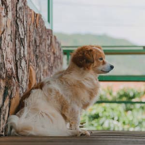 Breathtaking Music for Resting Hound - Alto Sax - Calm Dog Music