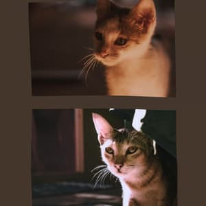 Joyful Background Music for Cute Cats - For Cats Only