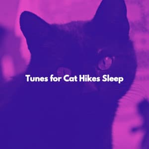 Tunes for Cat Hikes Sleep - Bossa Nova Playlist for Coffeehouses