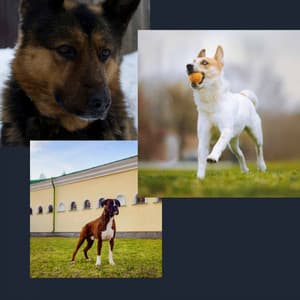 Lonely Bgm for Calmed Puppies - Relaxing Dog Music Society